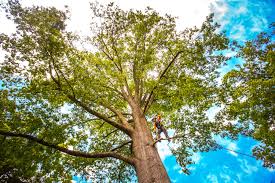 Best Seasonal Cleanup (Spring/Fall)  in Johnstown, PA
