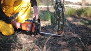 Trusted Johnstown, PA Tree Care Experts