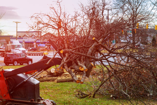 Best Tree Preservation Services  in Johnstown, PA