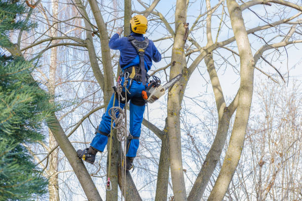 Best Storm Damage Tree Cleanup  in Johnstown, PA
