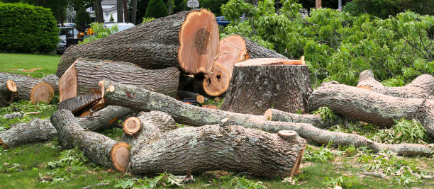 How Our Tree Care Process Works  in  Johnstown, PA