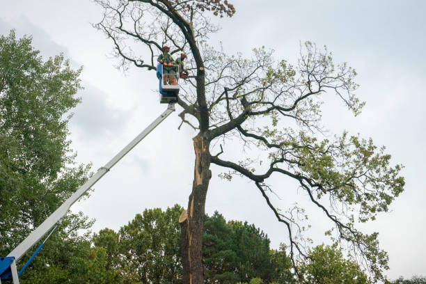 Best Tree Cabling and Bracing  in Johnstown, PA