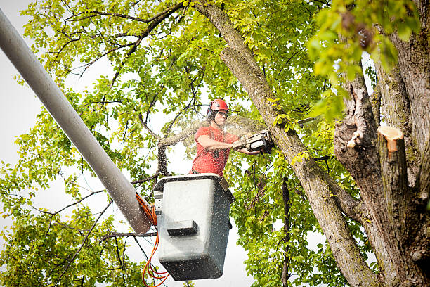 Best Tree Fertilization  in Johnstown, PA