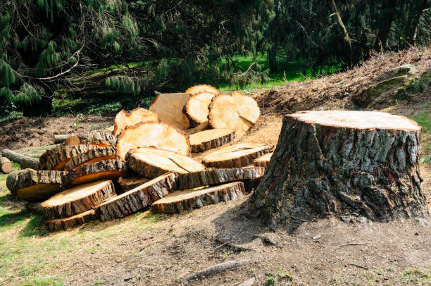 Best Tree Health Inspection  in Johnstown, PA